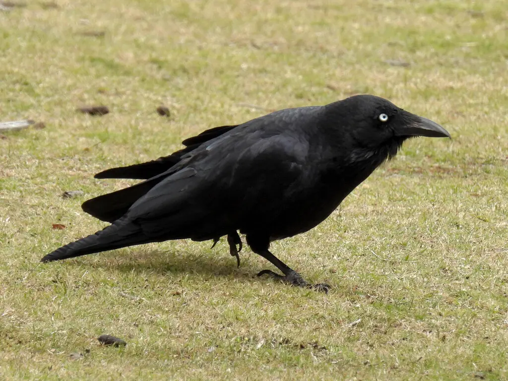 林渡鸦(Corvus tasmanicus)