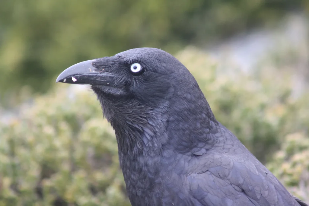 林渡鸦(Corvus tasmanicus)