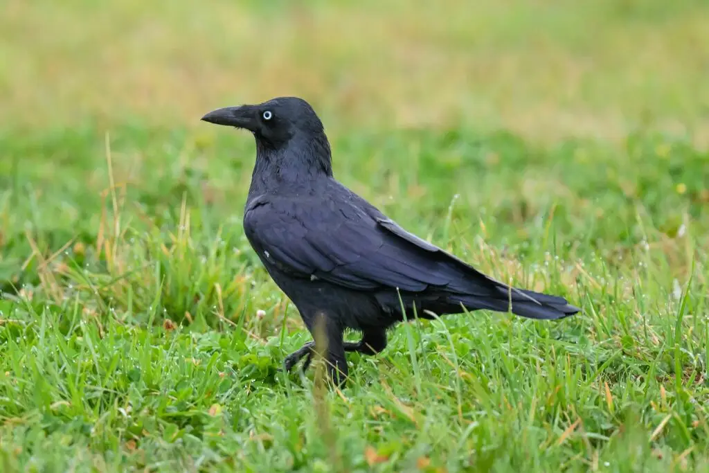 林渡鸦(Corvus tasmanicus)