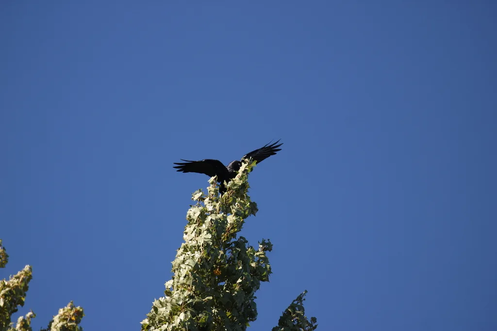 林渡鸦(Corvus tasmanicus)