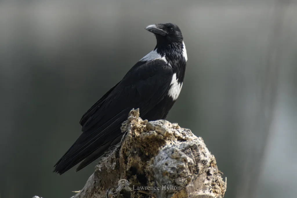 白颈鸦(Corvus torquatus)