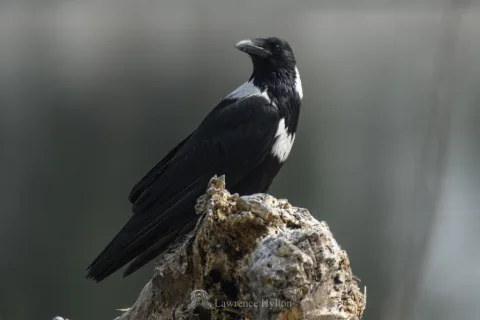 白颈鸦