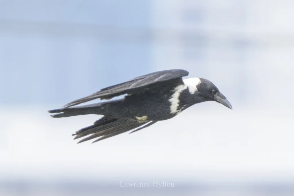 白颈鸦(Corvus torquatus)