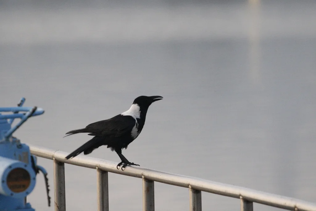 白颈鸦(Corvus torquatus)
