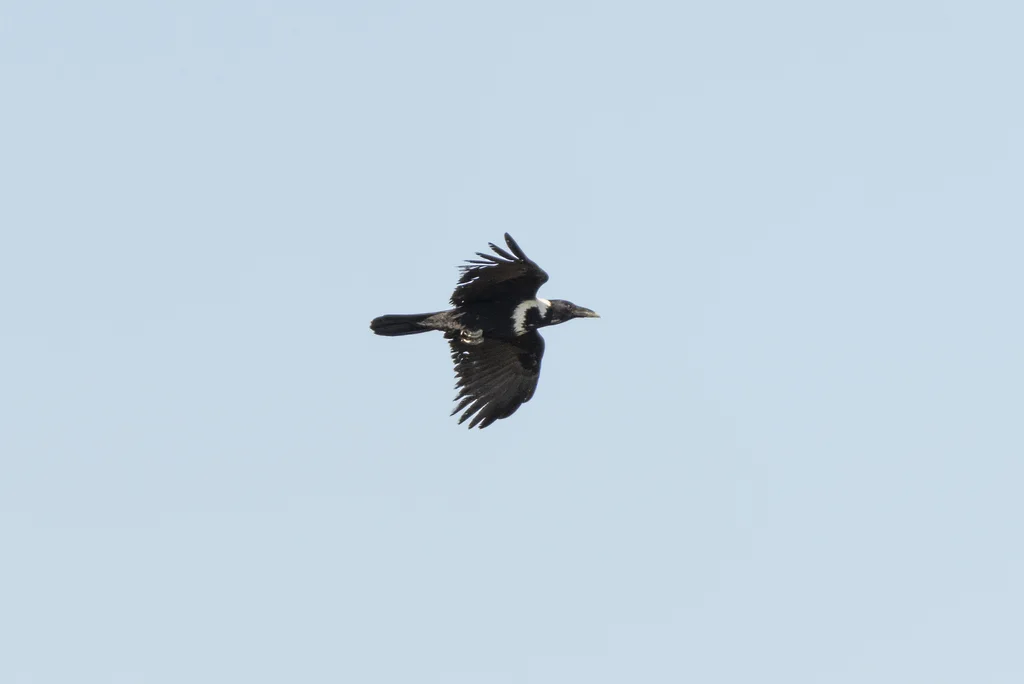 白颈鸦(Corvus torquatus)