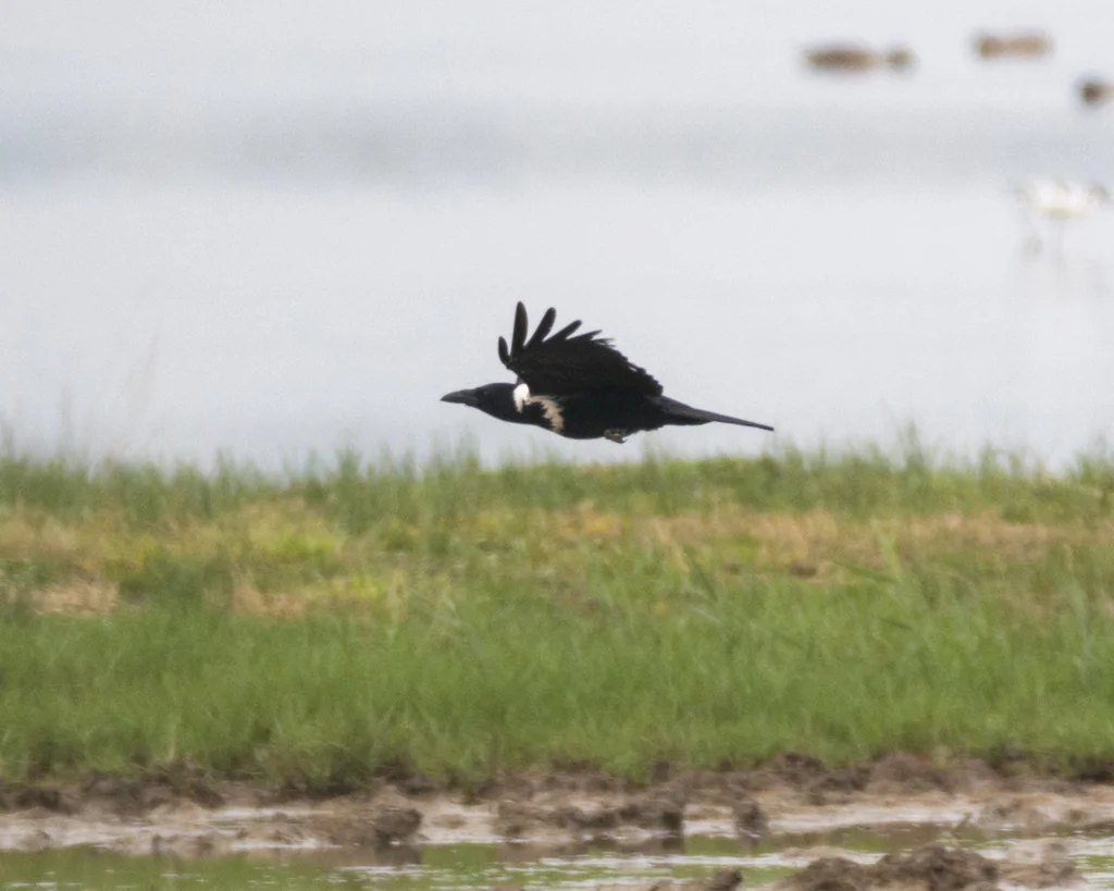 白颈鸦(Corvus torquatus)