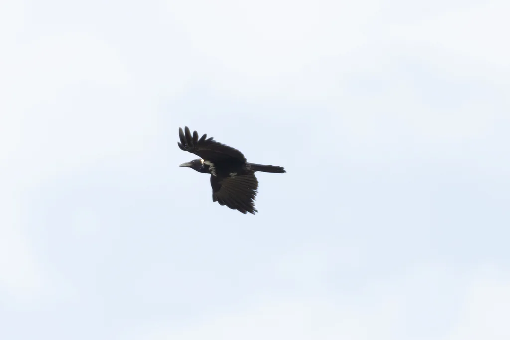 白颈鸦(Corvus torquatus)