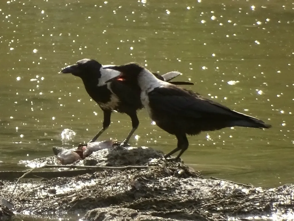 白颈鸦(Corvus torquatus)