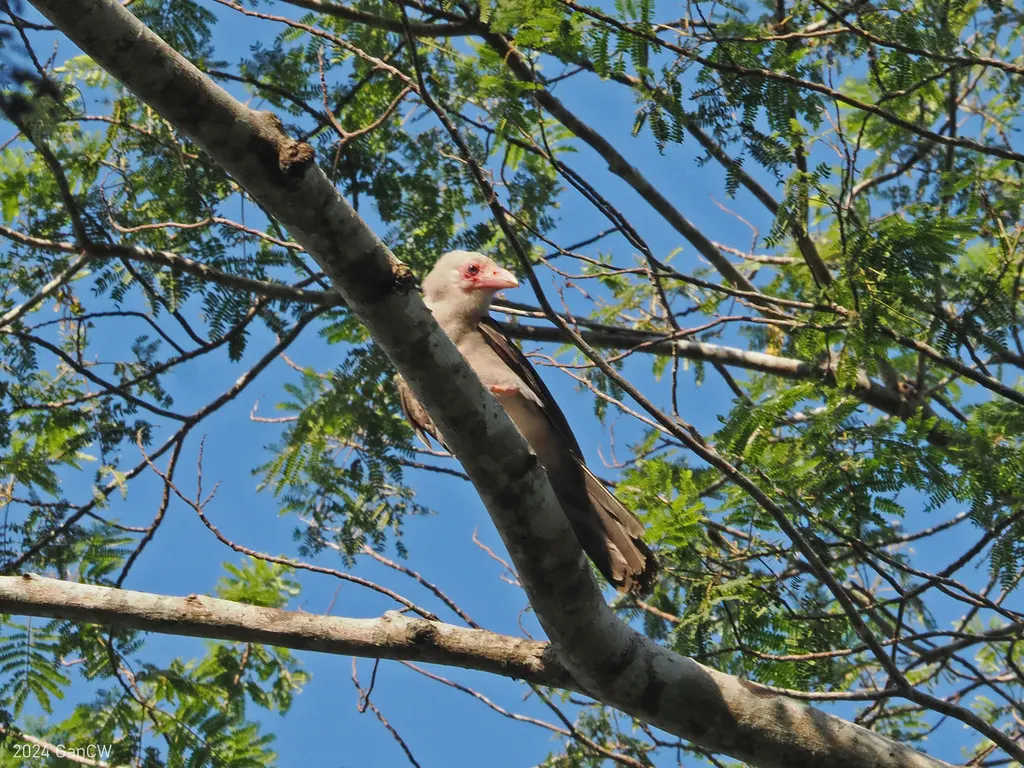 灰乌鸦(Corvus tristis)