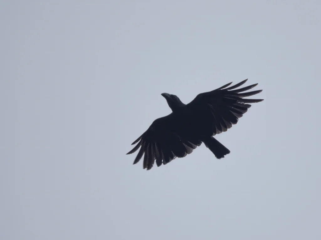 邦盖乌鸦(Corvus unicolor)