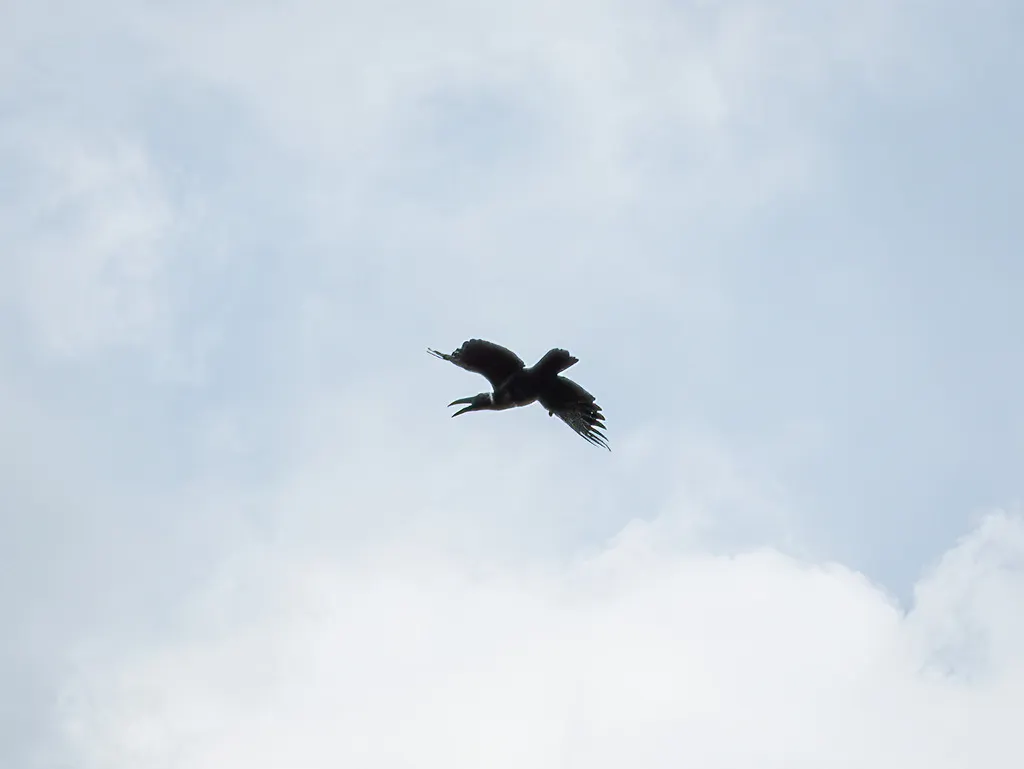 长嘴乌鸦(Corvus validus)