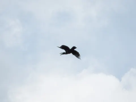 长嘴乌鸦