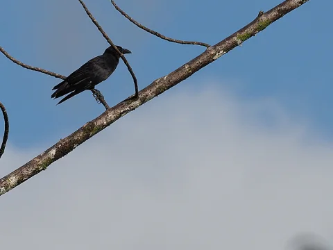 紫背乌鸦