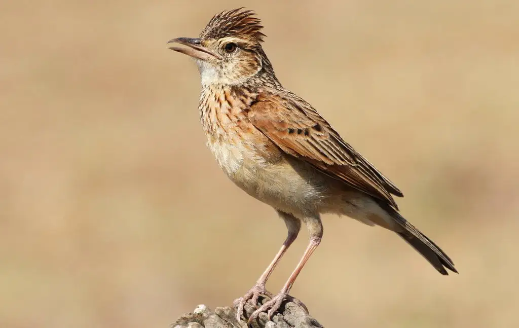 棕颈歌百灵(Corypha africana)