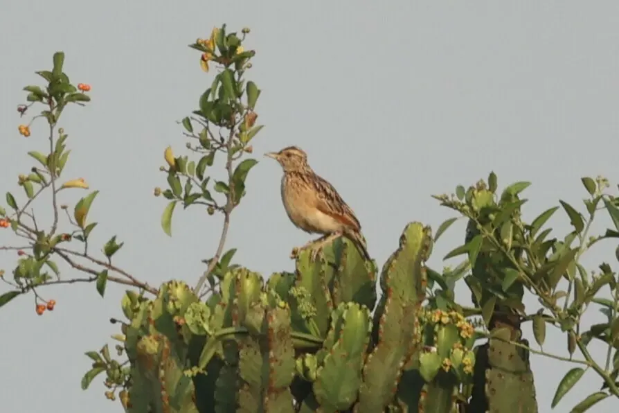 棕颈歌百灵(Corypha africana)