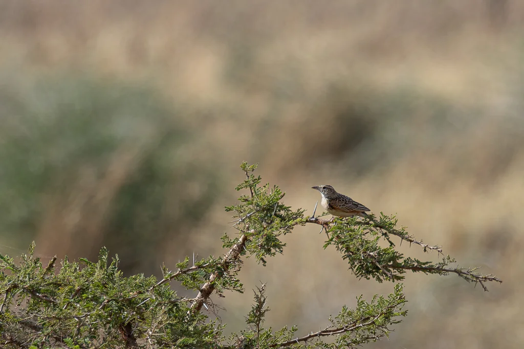 基多普歌百灵(Corypha kidepoensis)