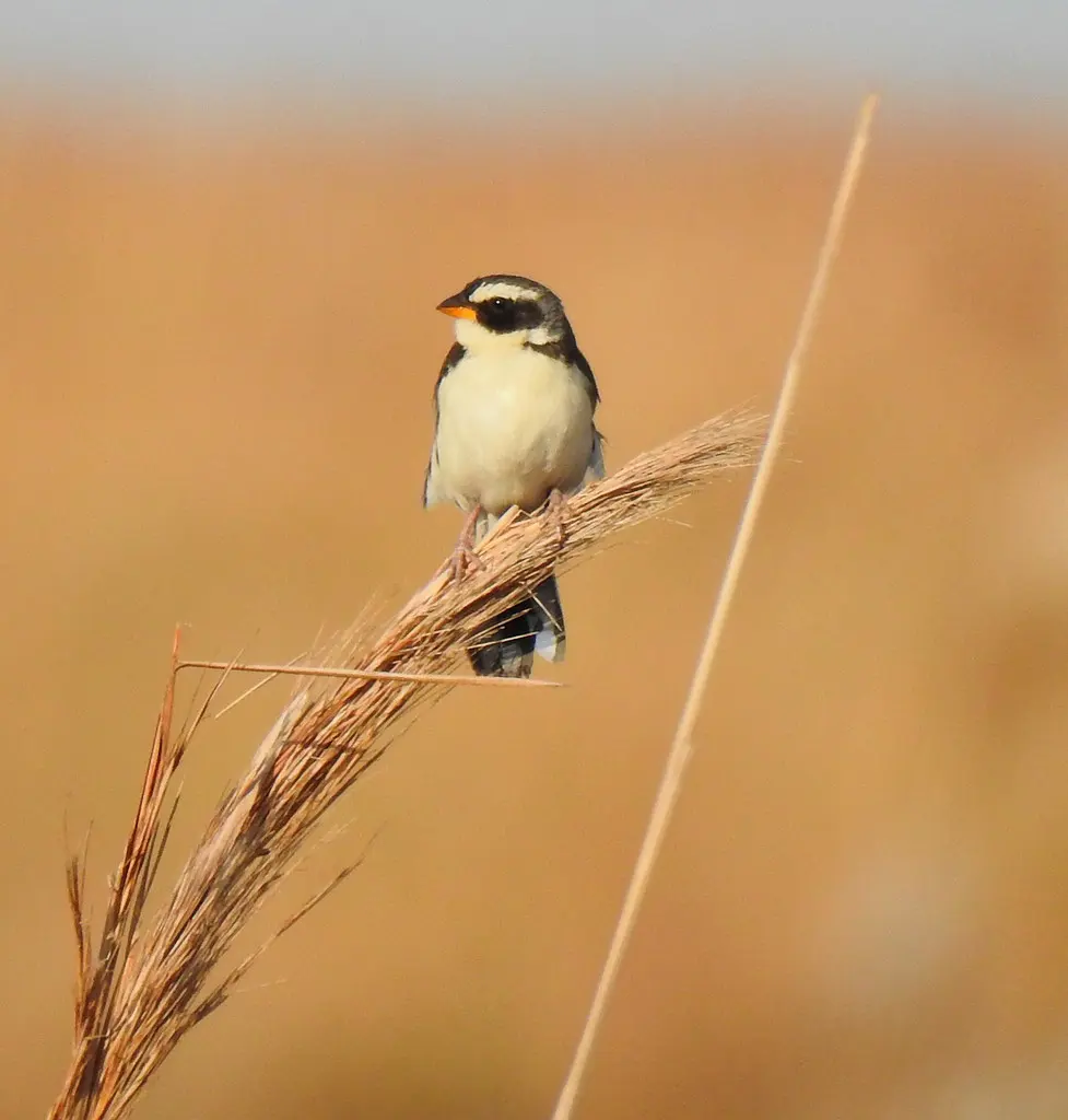 花脸雀(Coryphaspiza melanotis)