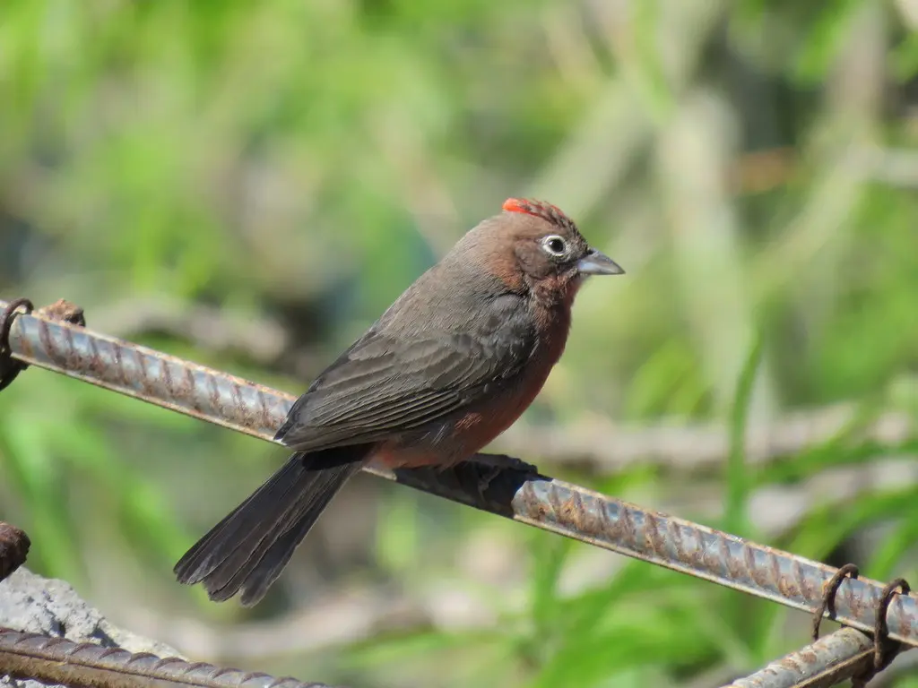 红冠雀(Coryphospingus cucullatus)