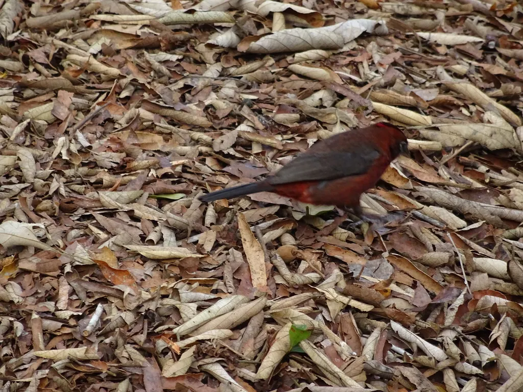 红冠雀(Coryphospingus cucullatus)