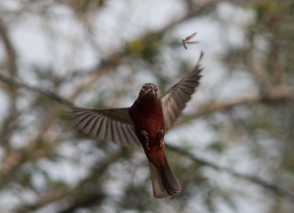 红冠雀(Coryphospingus cucullatus)