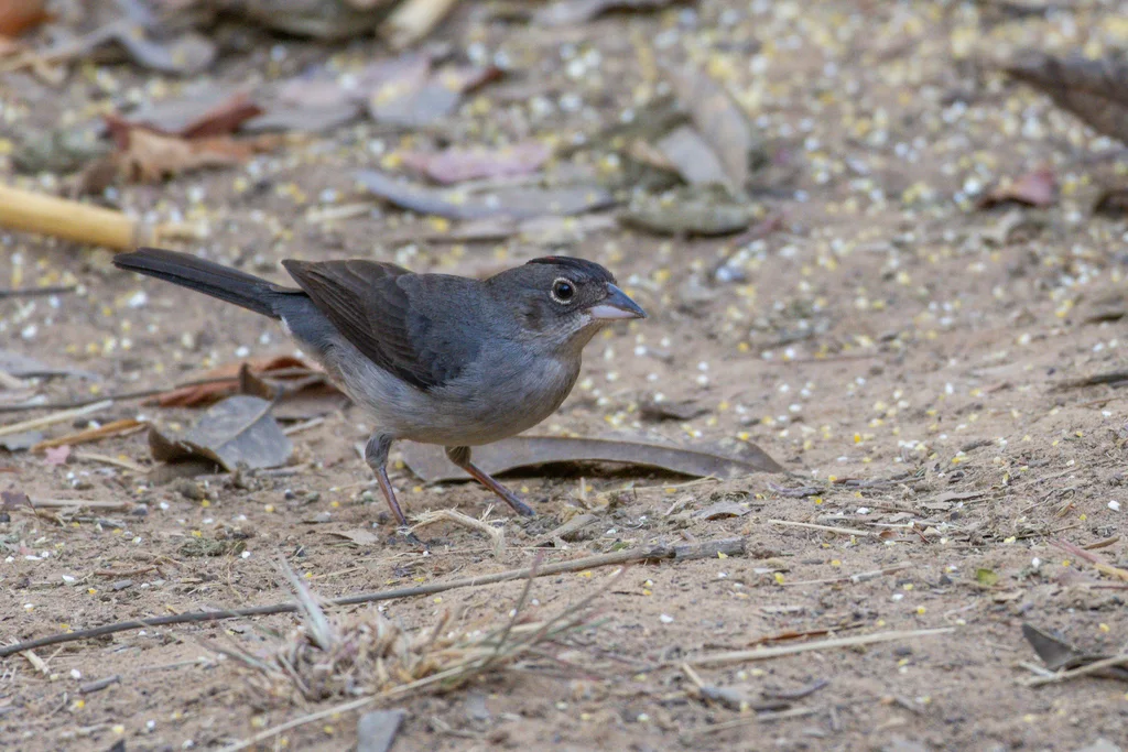红顶雀(Coryphospingus pileatus)