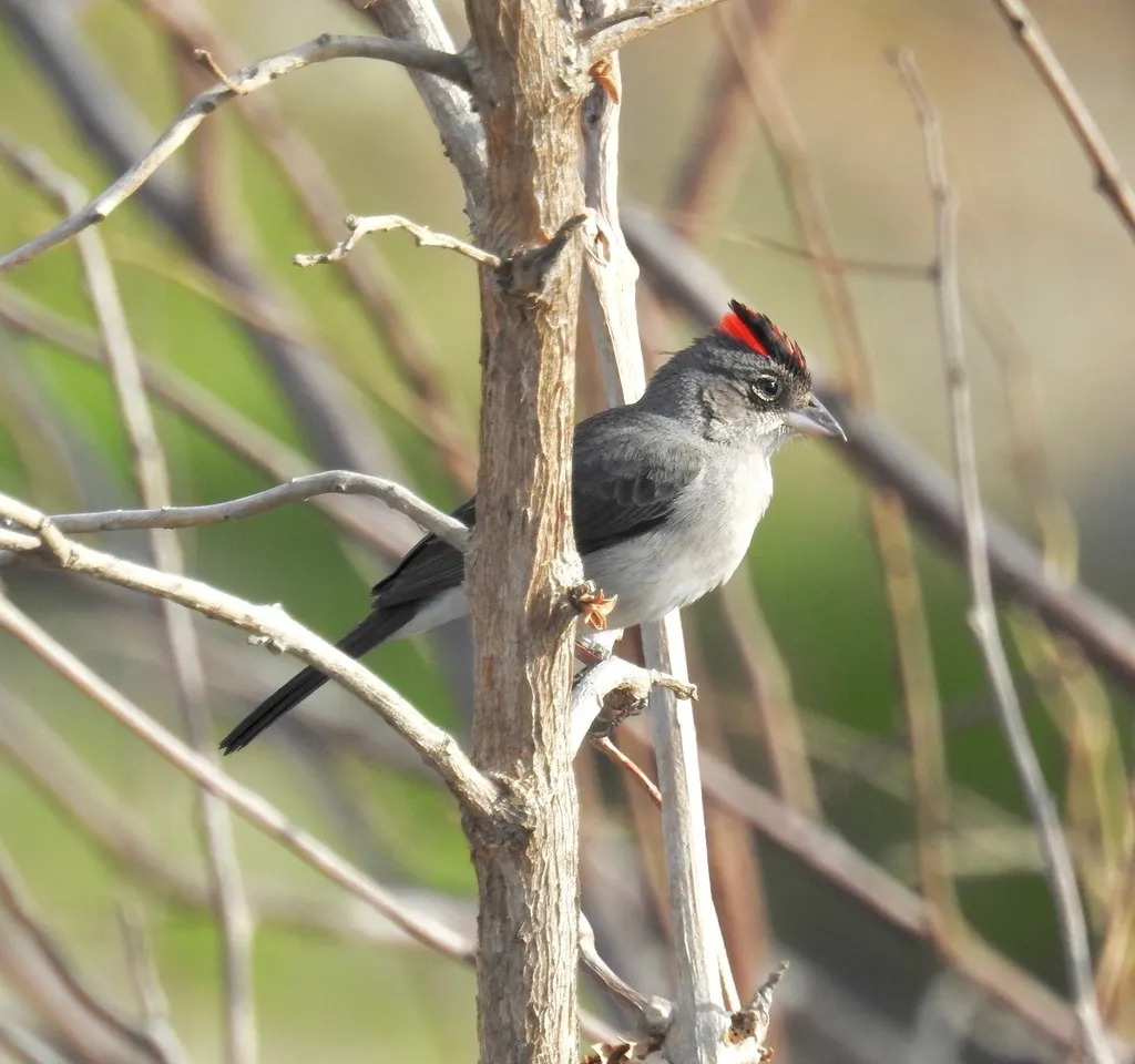红顶雀(Coryphospingus pileatus)