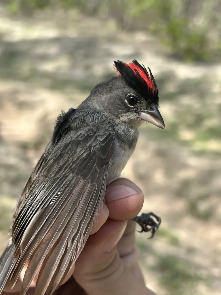 红顶雀(Coryphospingus pileatus)