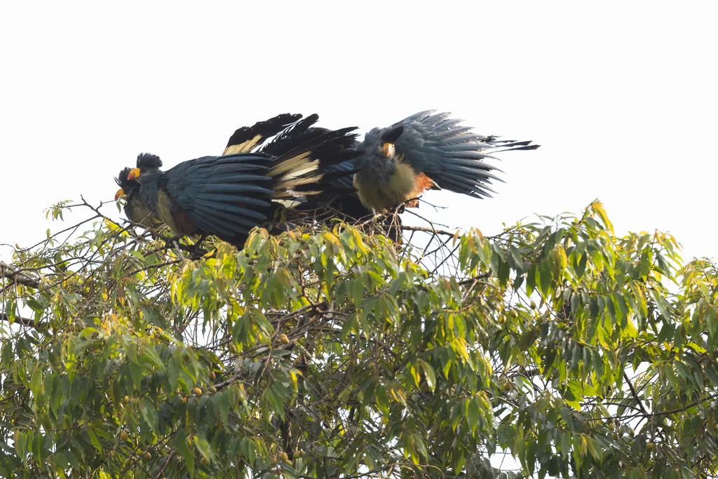 蓝蕉鹃(Corythaeola cristata)