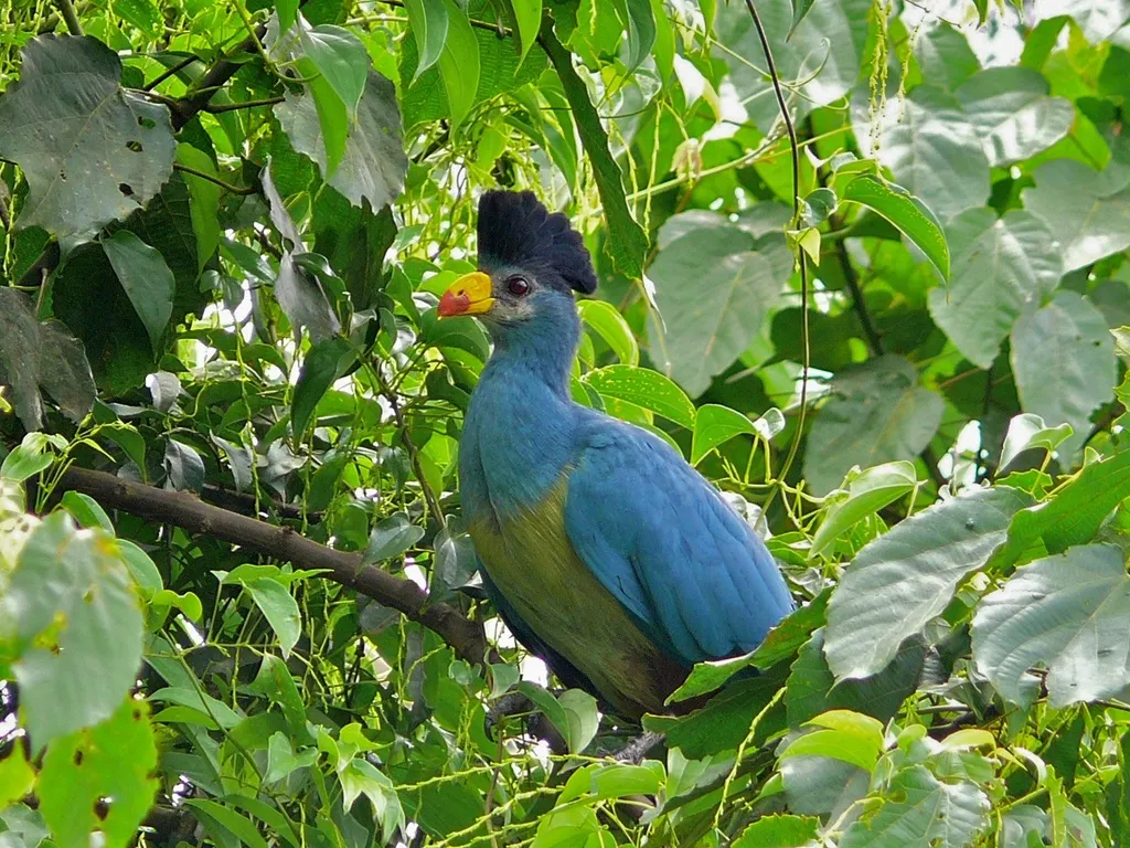 蓝蕉鹃(Corythaeola cristata)