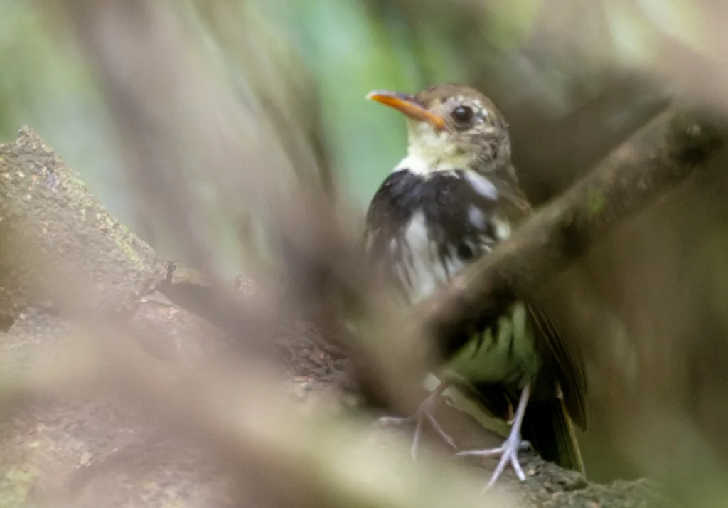 南美蚁鹨(Corythopis delalandi)