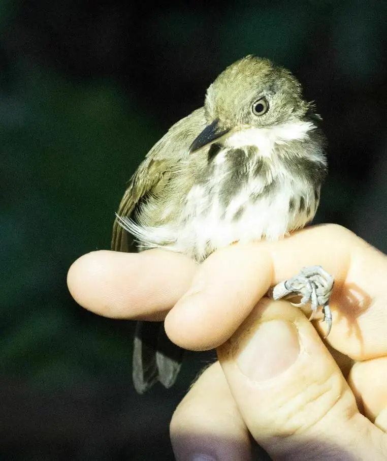 环蚁鹨(Corythopis torquatus)