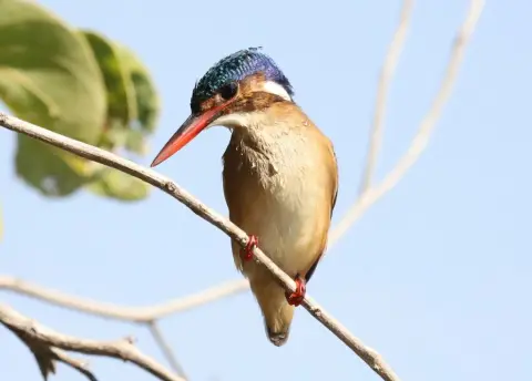 冠翠鸟