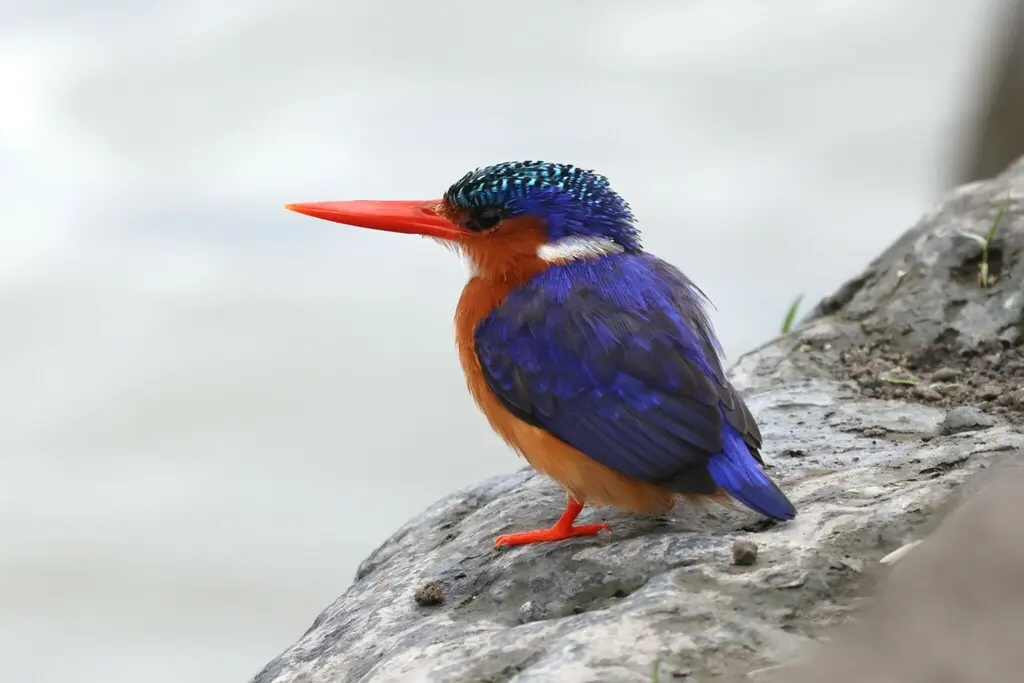 冠翠鸟(Corythornis cristatus)