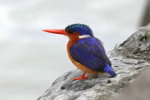 冠翠鸟