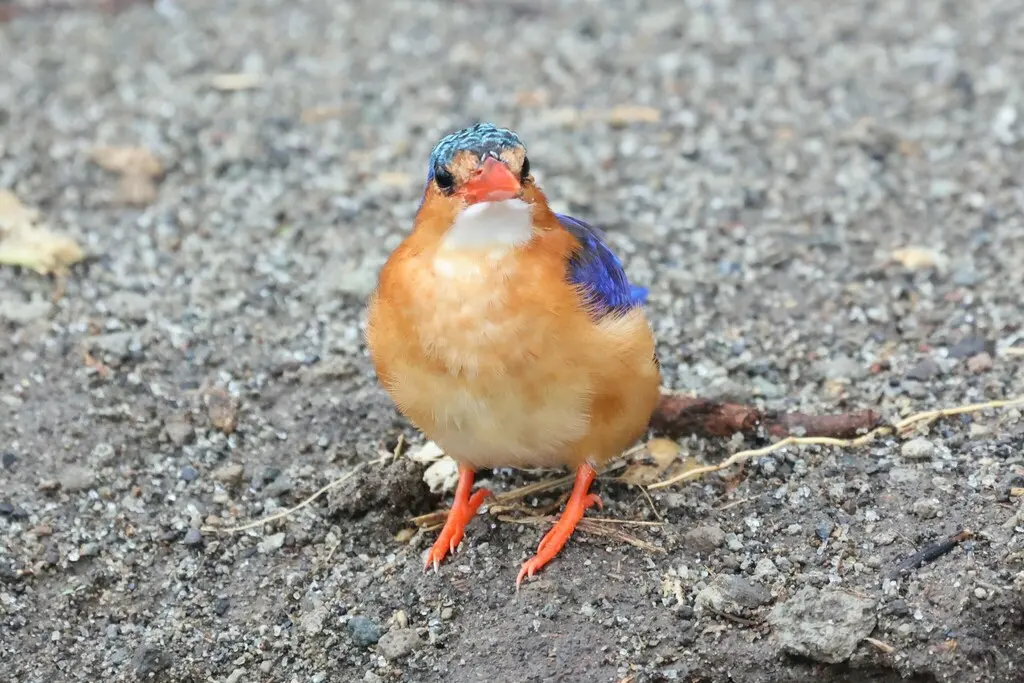 冠翠鸟(Corythornis cristatus)
