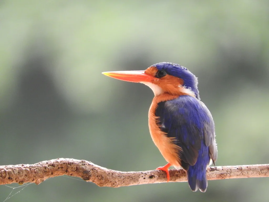 冠翠鸟(Corythornis cristatus)