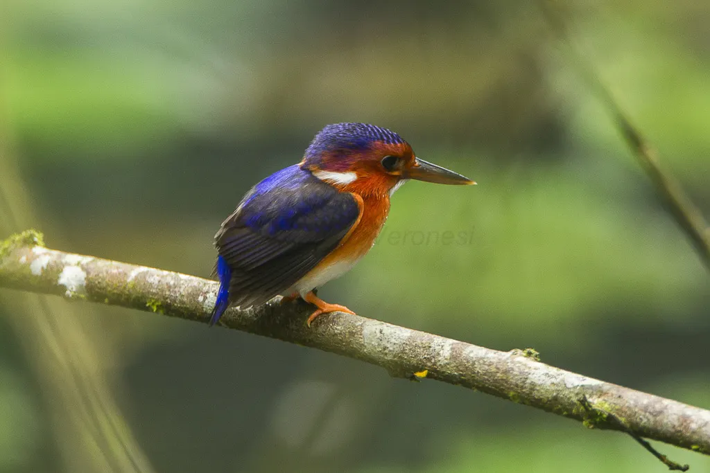 白腹翠鸟(Corythornis leucogaster)