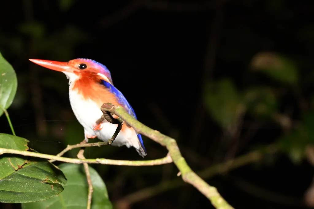 白腹翠鸟(Corythornis leucogaster)