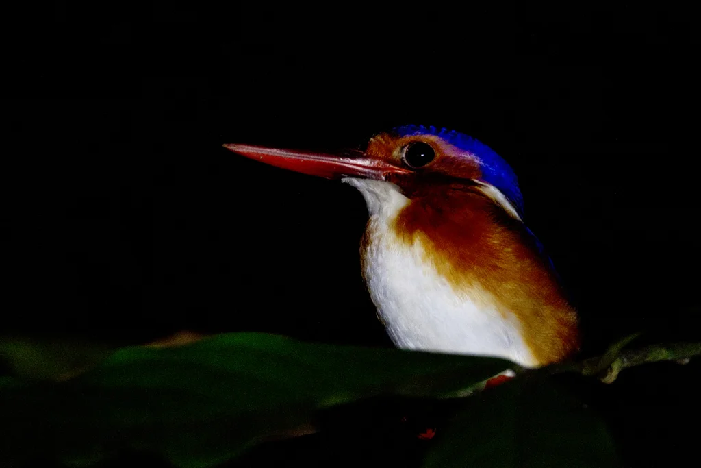 白腹翠鸟(Corythornis leucogaster)