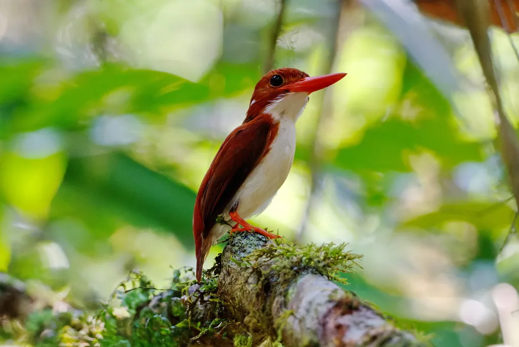 马岛小翠鸟(Corythornis madagascariensis)
