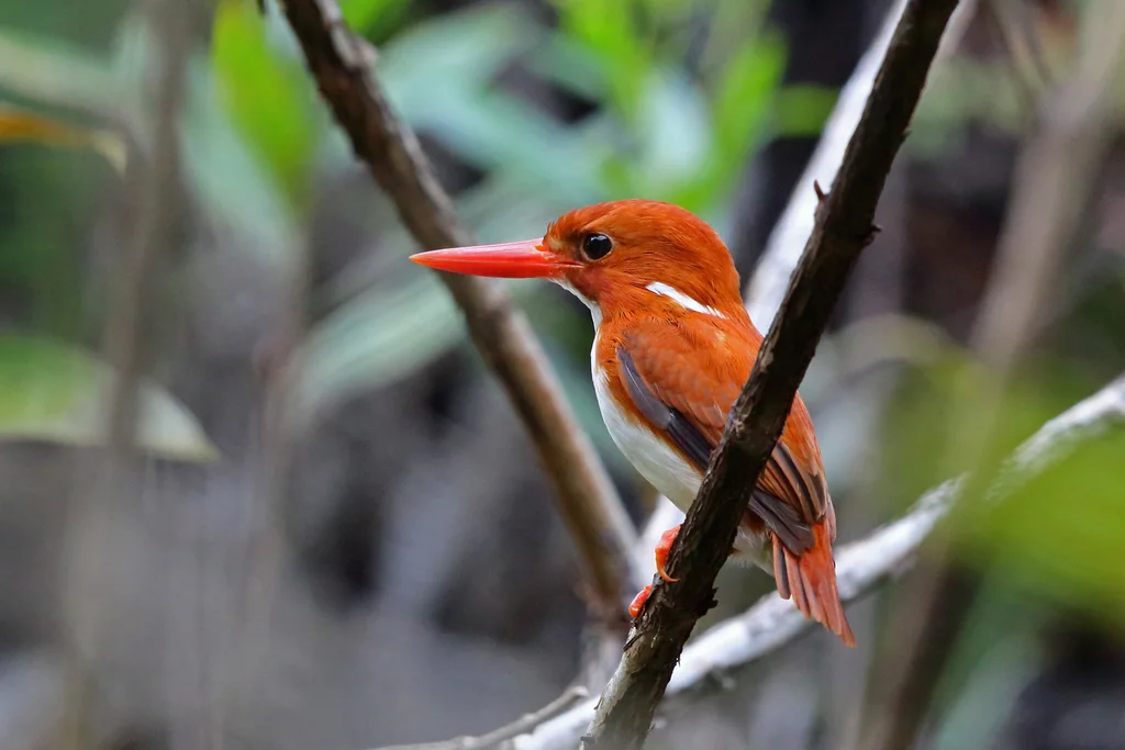 马岛小翠鸟(Corythornis madagascariensis)