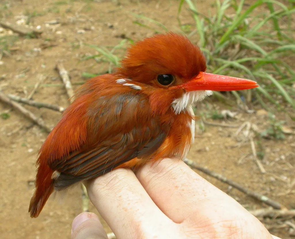 马岛小翠鸟(Corythornis madagascariensis)