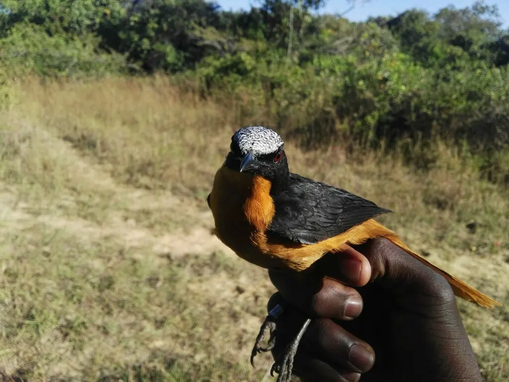 白顶歌䳭(Cossypha albicapillus)