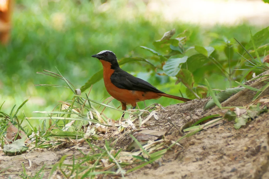 白顶歌䳭(Cossypha albicapillus)