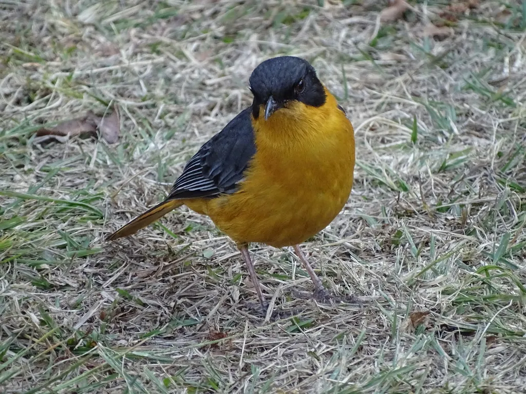南非歌䳭(Cossypha dichroa)
