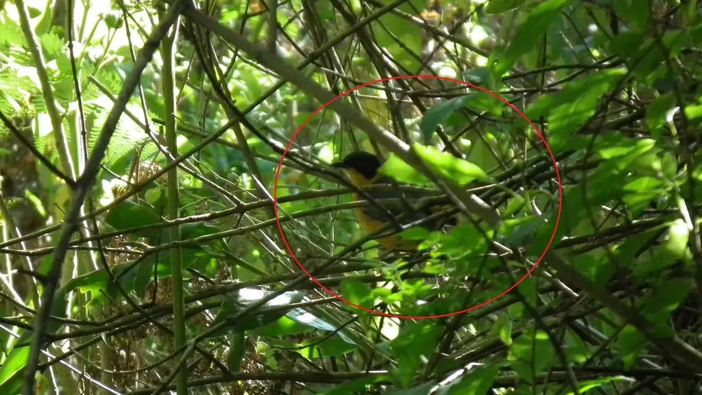 南非歌䳭(Cossypha dichroa)