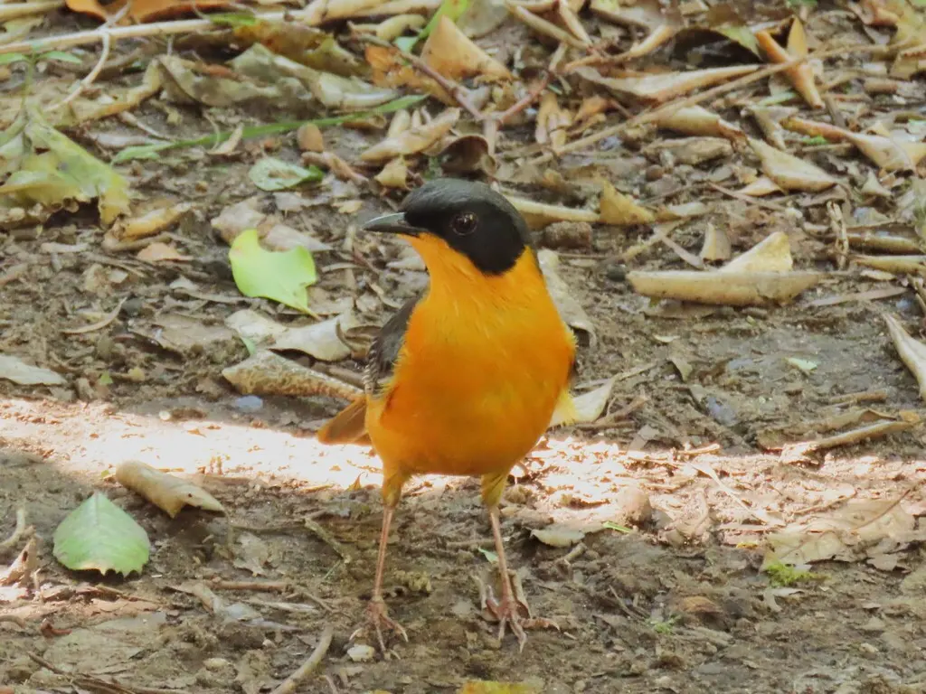 南非歌䳭(Cossypha dichroa)