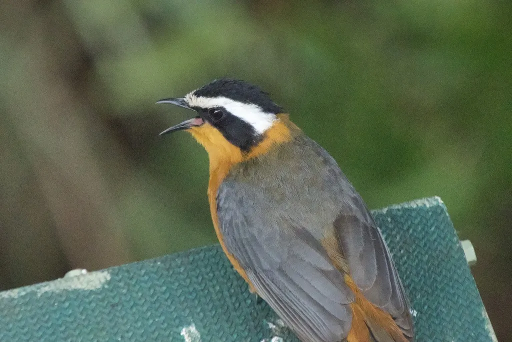白眉歌䳭(Cossypha heuglini)