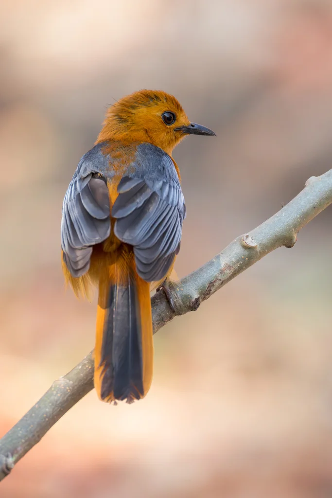 红顶歌䳭（Cossypha natalensis）
