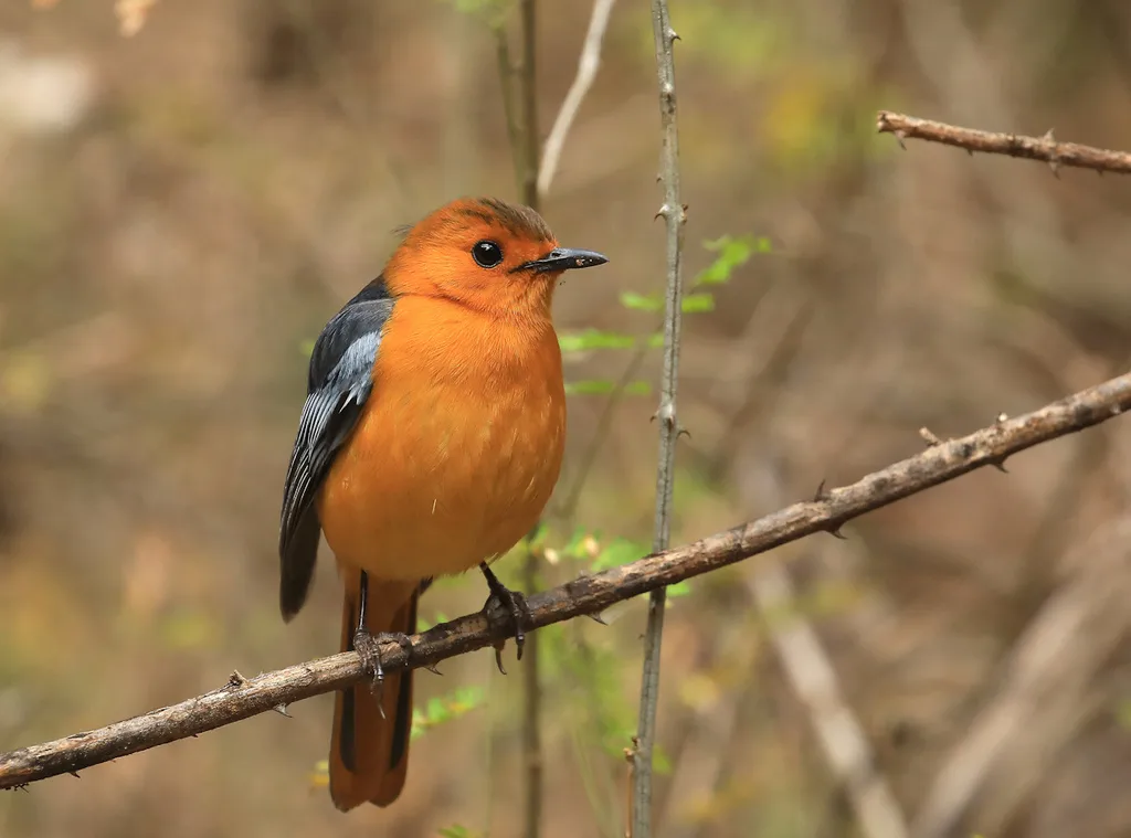 红顶歌䳭（Cossypha natalensis）